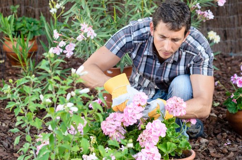 Local hedge cutting service in Old Oak Common for tidy outdoor spaces