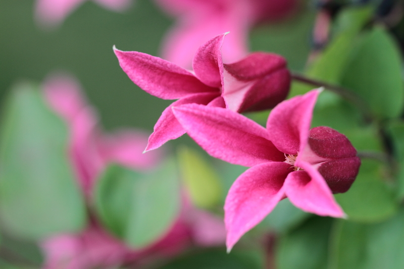 garden plants