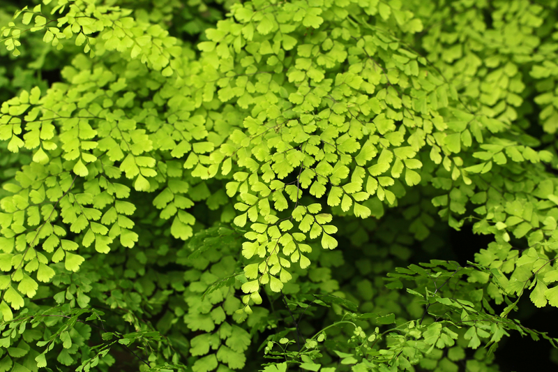 Garden yard