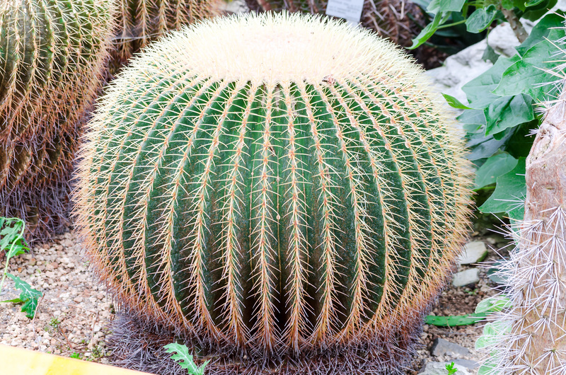 garden design irrigation system